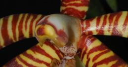 Yume Arachnis