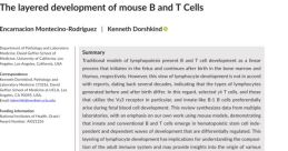 Mouse B
