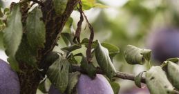 Purple export
