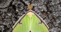 Moth