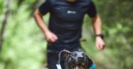 Dogwarre