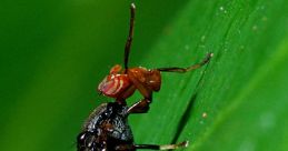 AIStrangeFly