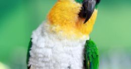 Caique Arcanjo