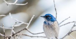 Bird Winter