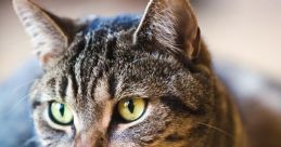 Tabby