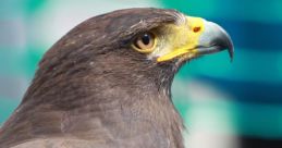 Jmhfalcon
