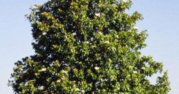 Chloe Tree