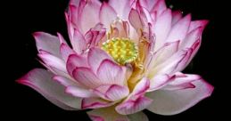 Smitten_Lotus