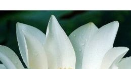 Đường Về Quê Xưa
