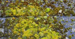 Moss moss