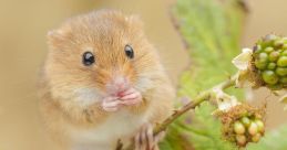 Feral Mouse