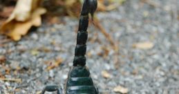 Scorpion