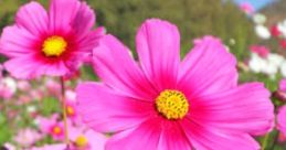 Linda Cosmos