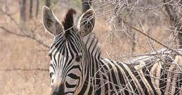 Zebre Du44