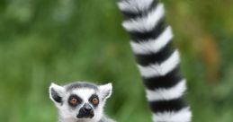 LEMUR
