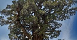 Oldtree4