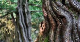 Narly Woods