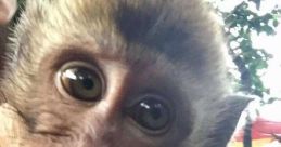 Monkey hater