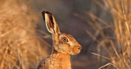Lelan hare