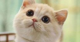 Котик