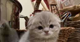 So cute