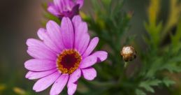 Fleur