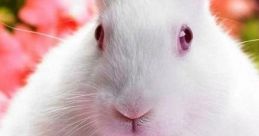 Cute_rabbit0214