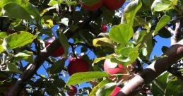 MANZANA