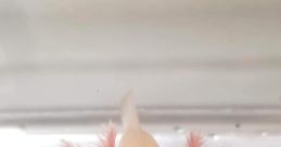 Axolotl