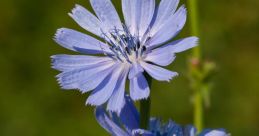 Wildflower