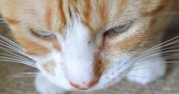 Cat Lover