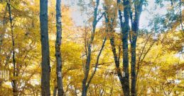 Denseforest