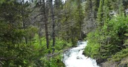 Rapids