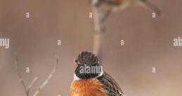 European-Stonechats