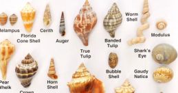 Shells