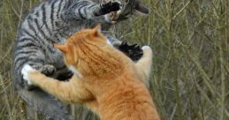 Cat-Fighting