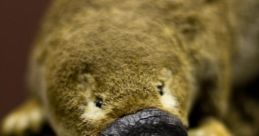 Duckbill