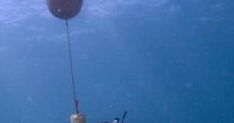 Bioacoustics