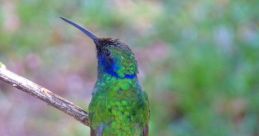 Oi Colibri. The first that greets your ears is the cheerful and energetic cry of "Oi Colibri." It is the rallying call of