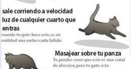 Matar o gato