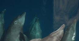 Dolphin swearing "Dolphin swearing" is more than just a curious phenomenon; it is a window into the mysterious world of