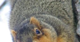 Close-up of a squirrel screeching, showcasing its expressive face and detailed fur against a tree bark backdrop.