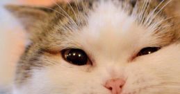 Meowmeowmeowmeow