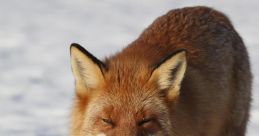 Fox Laugh