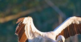 Storks