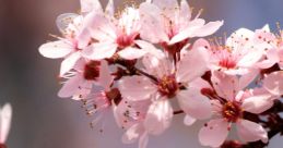 Blossom