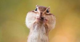 Chipmunk mouth