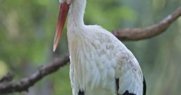 Stork