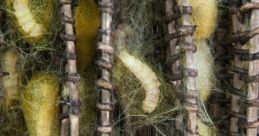 Jedwabnikii