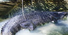 Lolong Naapakan